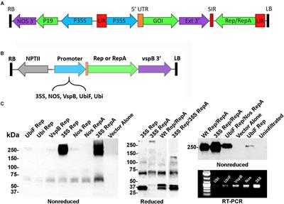Modifying the Replication of Geminiviral Vectors Reduces Cell Death and Enhances Expression of Biopharmaceutical Proteins in Nicotiana benthamiana Leaves